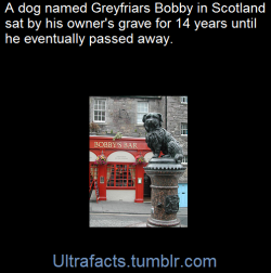 ultrafacts:    Greyfriars Bobby was a Skye