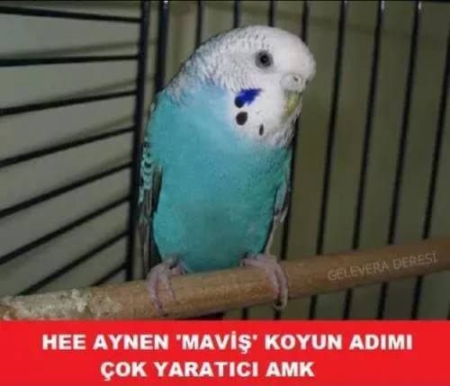 Dolunay Seher