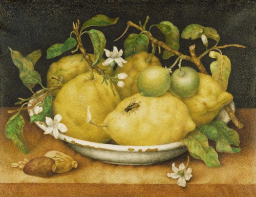 Giovanna Garzoni, Still Life with Bowl of Citrons, late 1640s. Italy. Tempera on vellum. Getty Open 