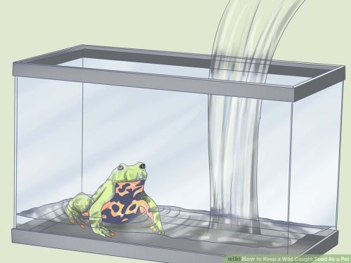 ottermatopoeia:toadschooled:From the Wikihow article “How to Keep a Toad As a Pet”Just fucking throw