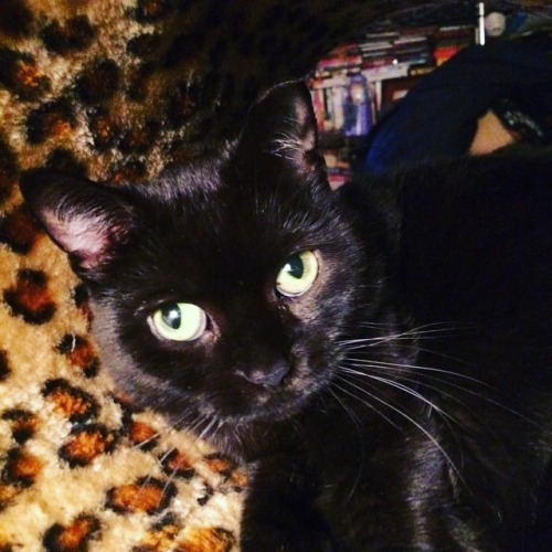 #Pic of @jabari_the_pocket_panther27 for no other reason than she’s #really #ridiculously #goodlooki