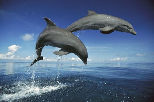 Dolphins Have Longest Memories in Animal Kingdom Marine mammals can remember their friends after 20 
