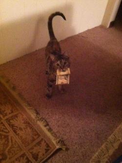 kitty: MONEY KITTY !!!! REBLOG FOR FINANCIAL