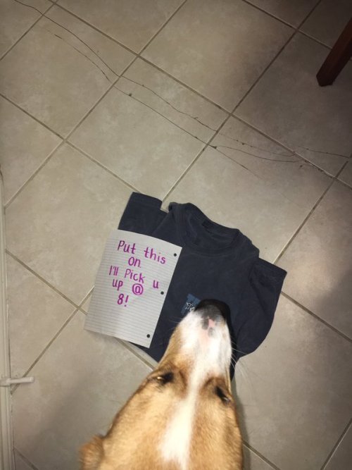 babyanimalgifs:  more baby animals here