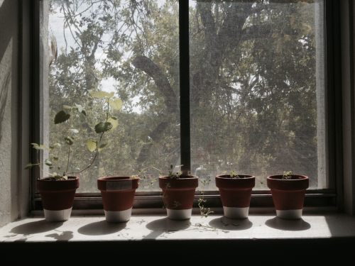 fourchu:  My little seedlings, enjoying the warm sun.