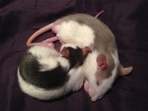 english-rats:Curled up sleeping~