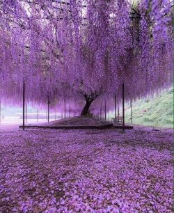 sixpenceee:A 200 year old Wisteria tree in Japan   @empoweredinnocence i just wanted to share. 