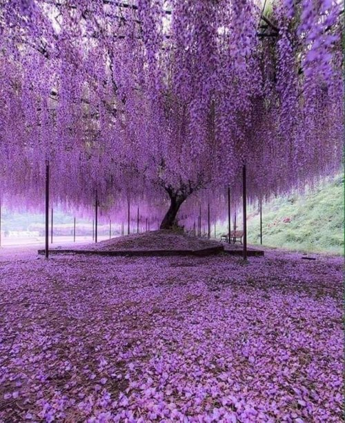 sixpenceee:A 200 year old Wisteria tree in Japan