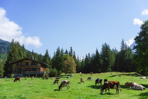 A solo crossing. Meiringen to Lauterbrunnen, Switzerland. August, 2018.http://aussietramper.com/a-wa