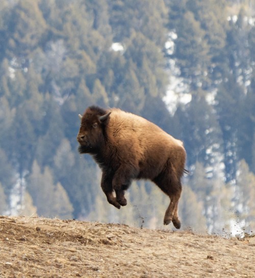 americasgreatoutdoors:No, the bison at Yellowstone National Park in Wyoming haven’t learned to fly. 