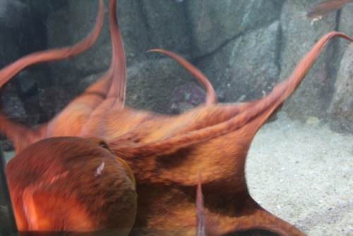 montereyaqteens: Octos!
