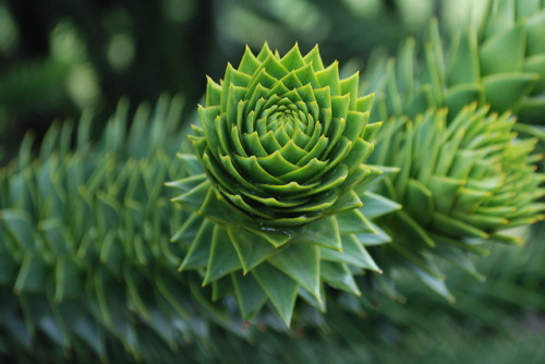 MONKEY PUZZLE(Araucaria araucana) Rozwadowski, J. 2009. “Royal Botanic Gardens - Kew - Monkey Puzzle