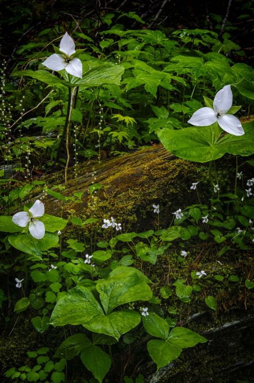 missfairyblossom: Forest Floor by Tom Croce on Fivehundredpx