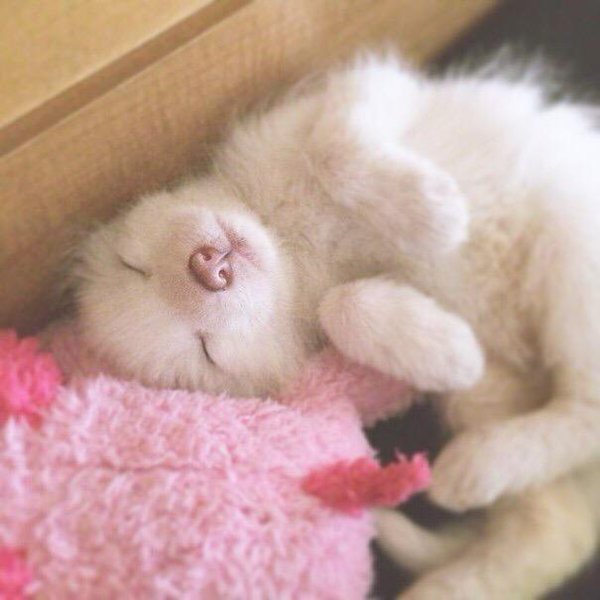 jack-the-lion:  babyanimalgifs:  Sleepy domesticated baby red fox  Look at this floofbeb!