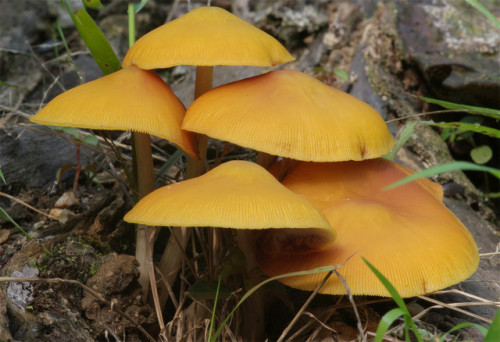 Pluteus leoninus from Kyoto, last summer &lt;3