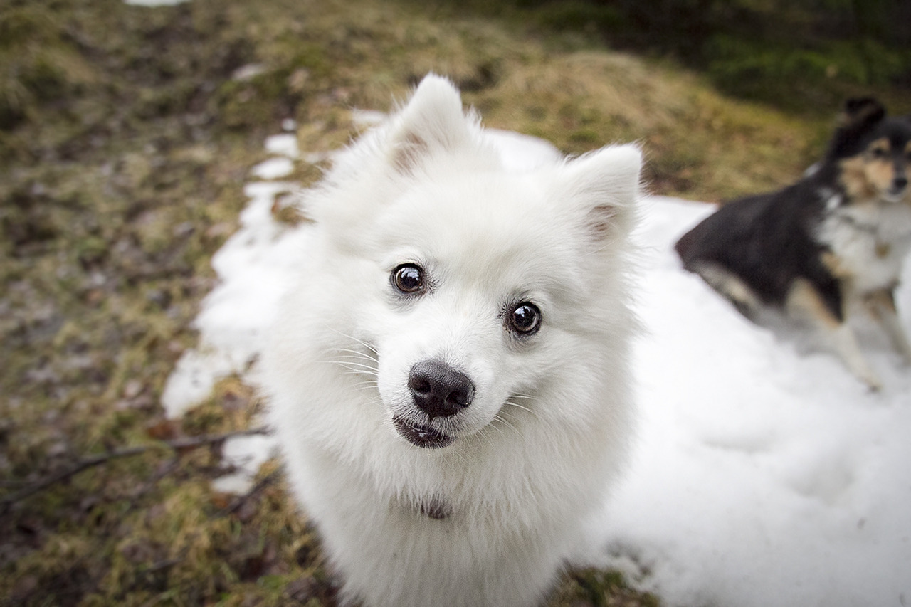 spartathesheltie:  “sooo… any chance of treats here, or…”