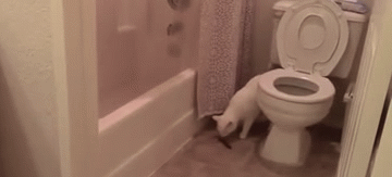Sex Cat shits itself, tries to bury it. The toilet’s pictures