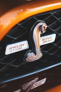 hyper-caine:  Shelby GT500 | Source | HC