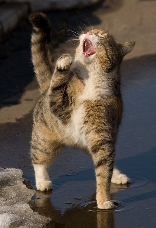 kittehkats: Cat Interpretive Dance # 9 Dandelion floofs on an Autum Breeze Found on weibo.com