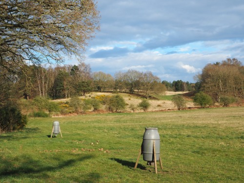 Bintree Woods, Norfolk14th April 2022