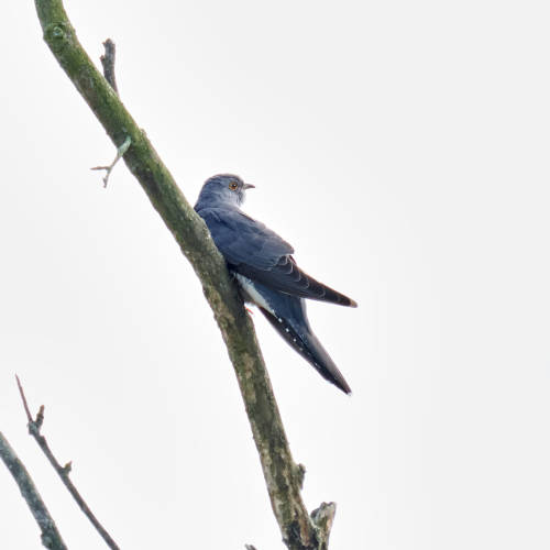 It can now be heard everywhere here: the call of the cuckoo. Usually far away from the top of a tree