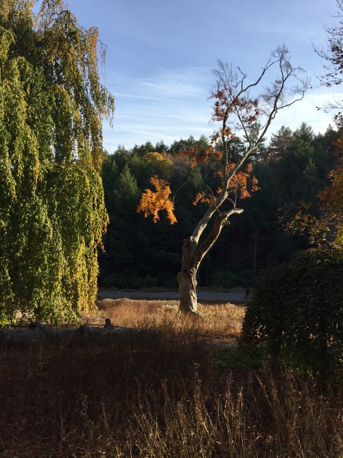 Golden hour in the Arnold Arboretum <3