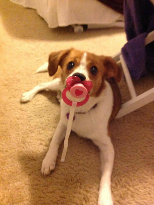 littlegirlformycalidaddy:  thecutestofthecute:  Puppies with pacifiers   I just can’t stop looking and laughing!!!  LOL