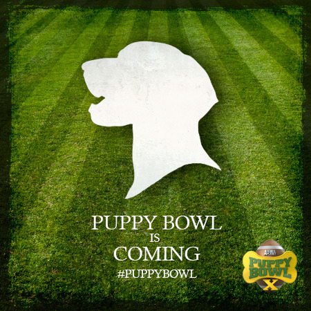 animalplanet-puppybowl:
“ Are you ready? #PUPPYBOWL
”
Guys. GUYS. We’re only 96 days away from Puppy Bowl.
Join us on our Puppy Bowl Tumblr as we count down the days, reminisce about past Puppy Bowls and share with you the magic of Puppy Bowl X.
For...