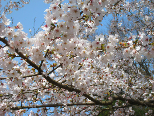 3枚の桜の写真は20100418に文殊山で写したものです。3枚目の白い花はコブシです。東京や西日本では桜が満開の写真がTumblrでもアップされていますが、福井では未だ桜の蕾は硬いようです。桜にちなん