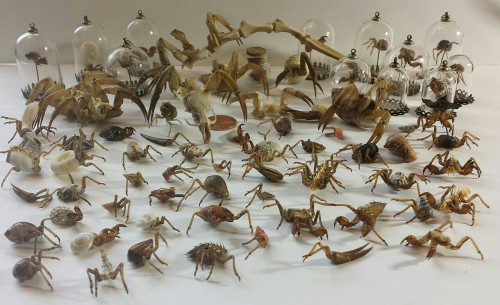 katarinanavane:The army of creepy rogue insect taxidermy hybrid creature sculptures I have been maki