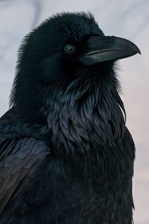 thedarkperidot: The beauty of Ravens Credits: Ravenmaster/ColleenGara