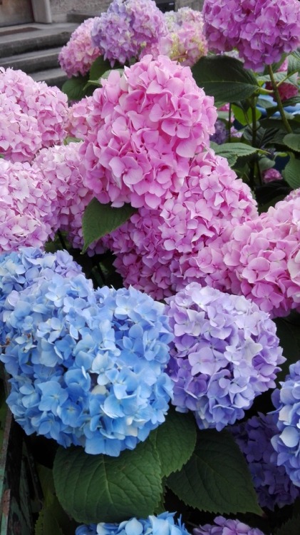 tryingnottokillmyplants: Photo from last summer. Inherited hydrangea and my only involvement here is