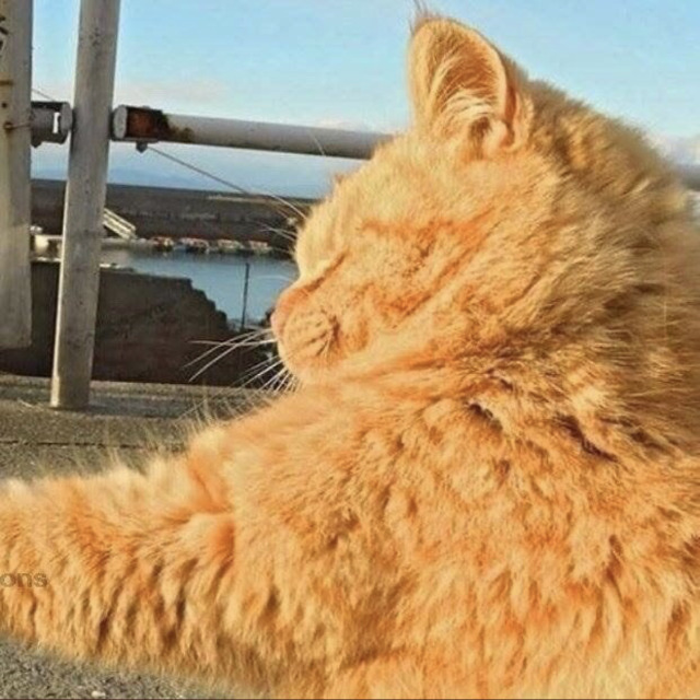 kitty: