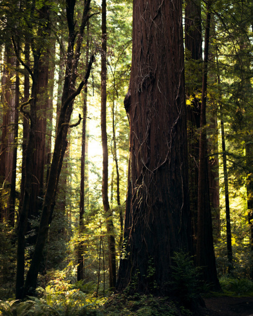 Through the Trees by Photigrapher