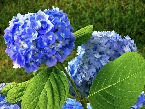 justemoinue2:Hydrangea