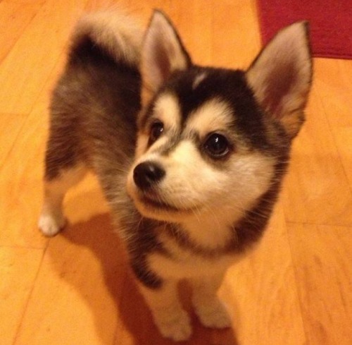 puppy-dream:Pomsky appreciation post