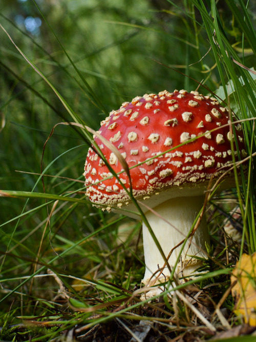 Another fly amanita from september, one of the most perfect things I’ve seen lately