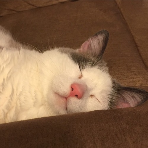 chocolatequeennk: File under: positions only a cat could be comfortable in.