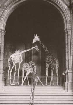 theoddcollection:  indypendenthistory:  Natural History Museum, London. 1903  Lovely!