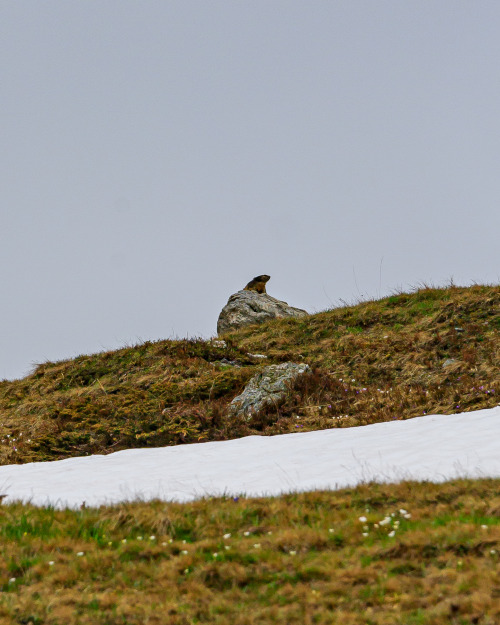 Alpine marmot 16-20/? - 16 & 20: Tour de Monte Rosa, July 202117 - 19:  Alpine Haute Route, June