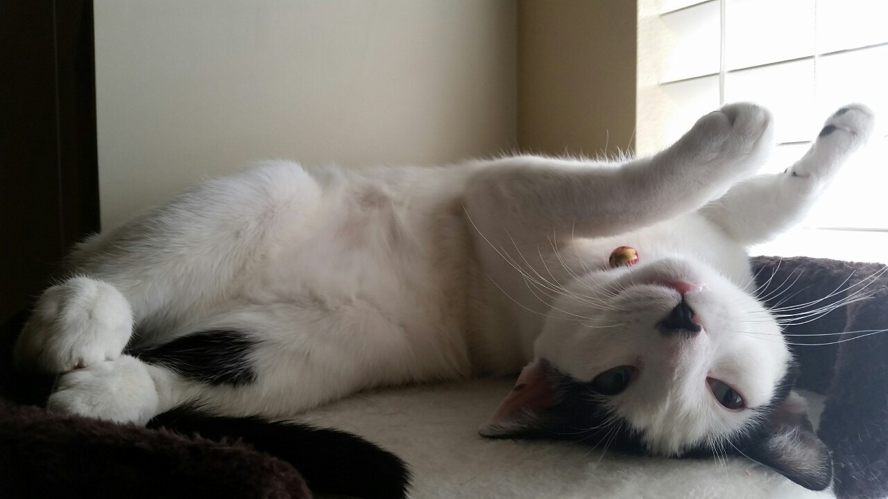 A high-quality cat for your dashboards