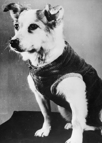 enrique262:All 9 soviet space dogs, top to bottom:Laika - Sputnik 2, November 3 1957: First living b