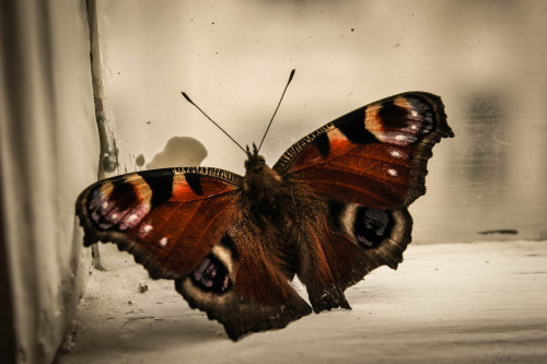 henry-moana:  this pretty awesome peacock butterfly accidentally flu in my apartment. Hannover 2014 