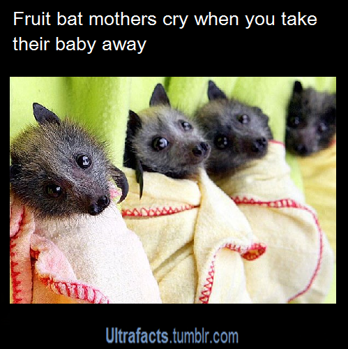 ultrafacts:  Source Want more facts? Why not follow Ultrafacts  NO. LET THE MOMS