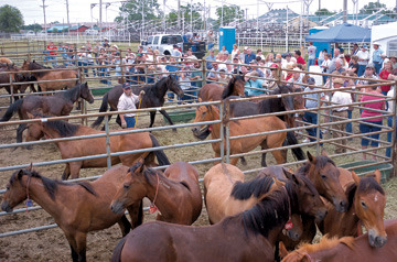 equine-awareness:  Save a Life, Adopt a Mustang!Every year, massive amounts of wild