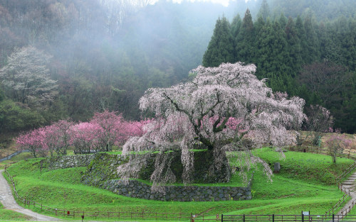 花雨霧的唱和 ~又兵衛櫻 Matabei-zakura in foggy morning @ Oudahongo 宇陀市 ，大宇陀町~ by PS兔~兔兔兔~