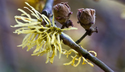 tangledwing:Not the most glamour plant, but does make an especially good  astringent; American witch-hazel (Hamamelis virginiana) a species of witch-hazel native to eastern North America, from Nova Scotia west to Minnesota, and south to central Florida
