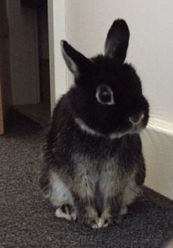 snoopythebunbun:  Waiting patiently for me to throw him the ball