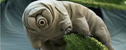 mindblowingscience:  The tardigrade genome