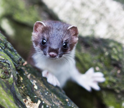 magicalnaturetour:  (by David_Brett) ~ Hello!